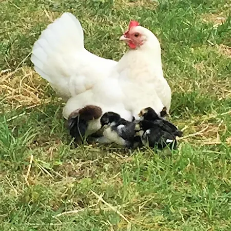 Frühstückspension Etang Fleuri